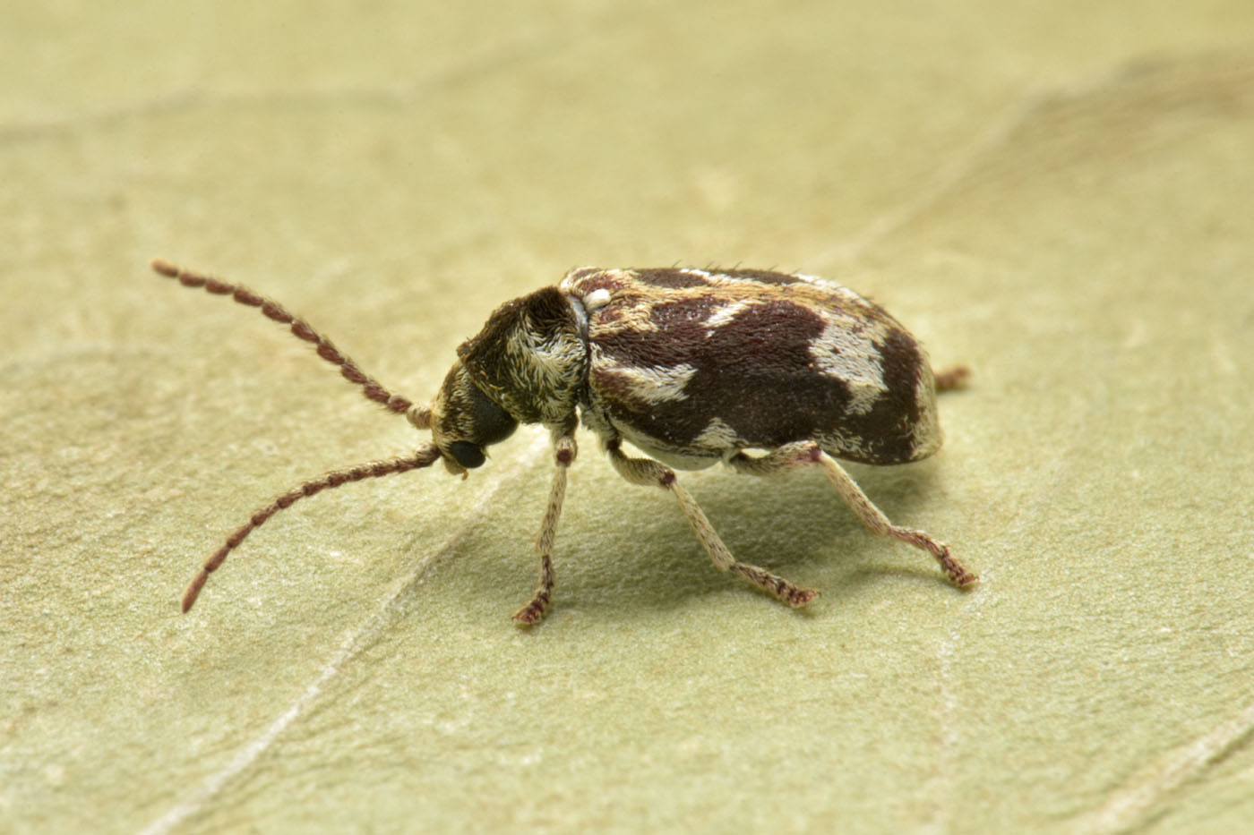 Anobiidae: Ptinomorphus imperialis? S.